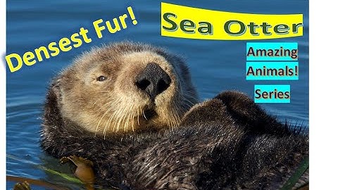 Sea Otter facts 🦦 marine mammal native to coasts of North Pacific Ocean 🦦 heaviest of weasel family
