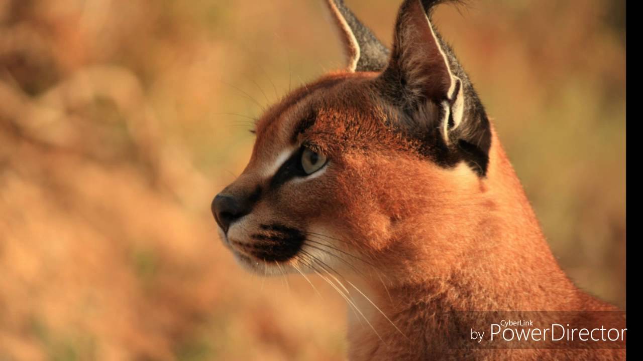 Аниме клип "А может к черту любовь" YouTube