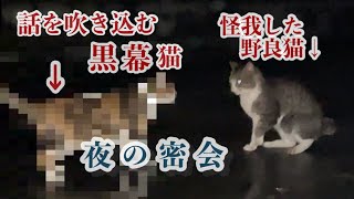 1ヶ月間、家を観察して来た野良猫。実は黒幕猫がいた事が判明。衝撃の事実。