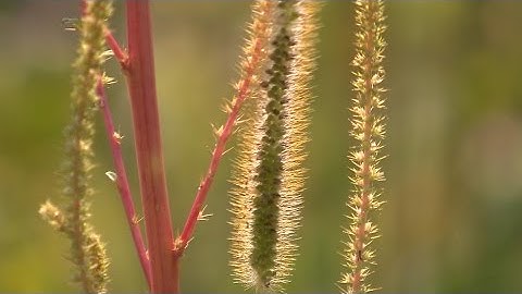 Palmer Amaranth Spread to Midwest in CRP Seed