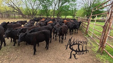 SORTING MASHONA X HEIFER AND BULL CALVES
