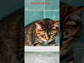 Music Video Cat Oldies Coversong Song Singer Vintageb Viral Shots Music Video Cat Oldies Coversong Song Singer Vintageb Viral Shots