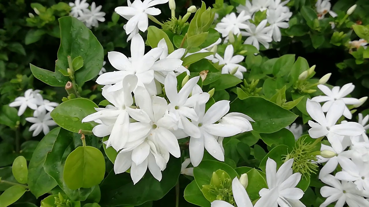 Jasmine Flower Tree (Jasminum nitidum) - YouTube