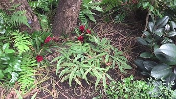 جزء عم | سورة الطارق | سعيد الخطيب