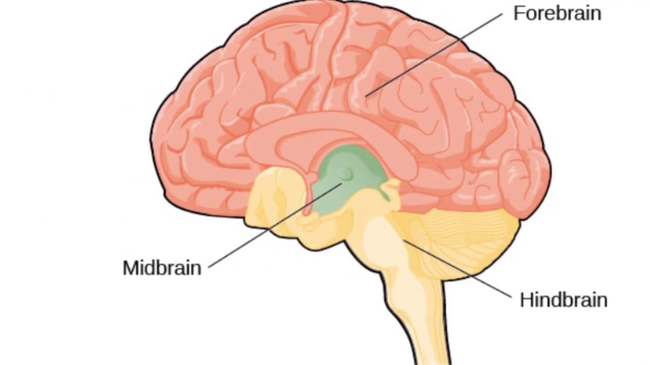 Fencing response YouTube