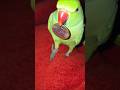 mithu playing with coins #parrot #mithu #shorts #shortvideo