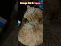 Orange cat after her breakup 😅 feeling upse