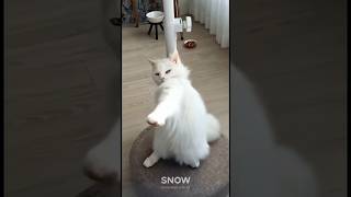 Catslove😺💔