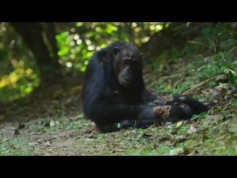 Video: Národní park Gombe: Kompletní průvodce