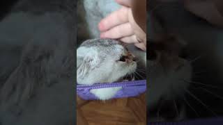 angry cats #cat #funny #scottishfold #shorts