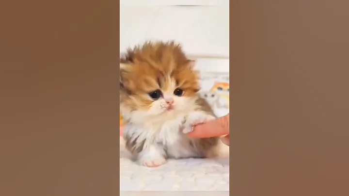 Video 11691631: cats pets catlover funny, cat cartoon pets