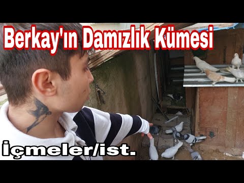 Berkayın Damızlık Oyun Kuşu Kümesi. İçmeler, İstanbul