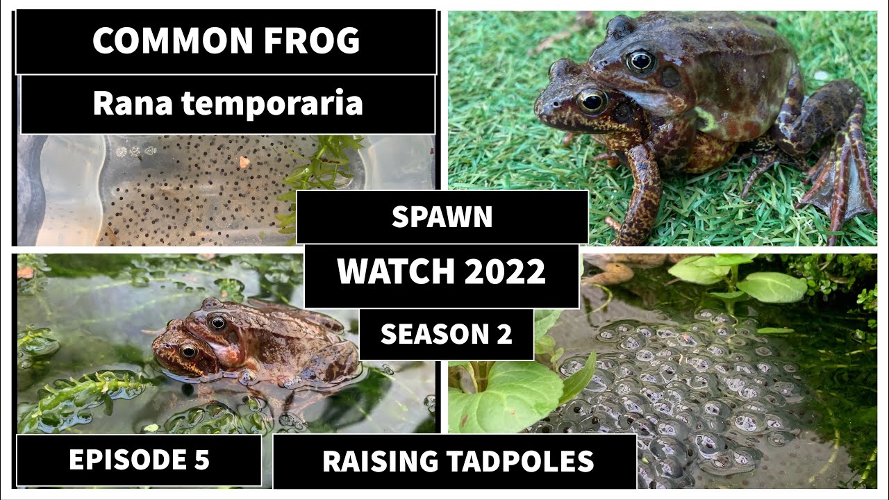 Frog spawn watch 2022 season 2 episode 5 Raising Tadpoles .The lifecycle of a frog