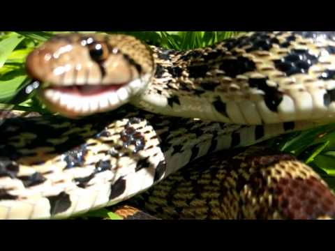 Bull Snake Hissing Sounds and Strikes