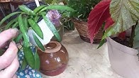 Suzette's Garden