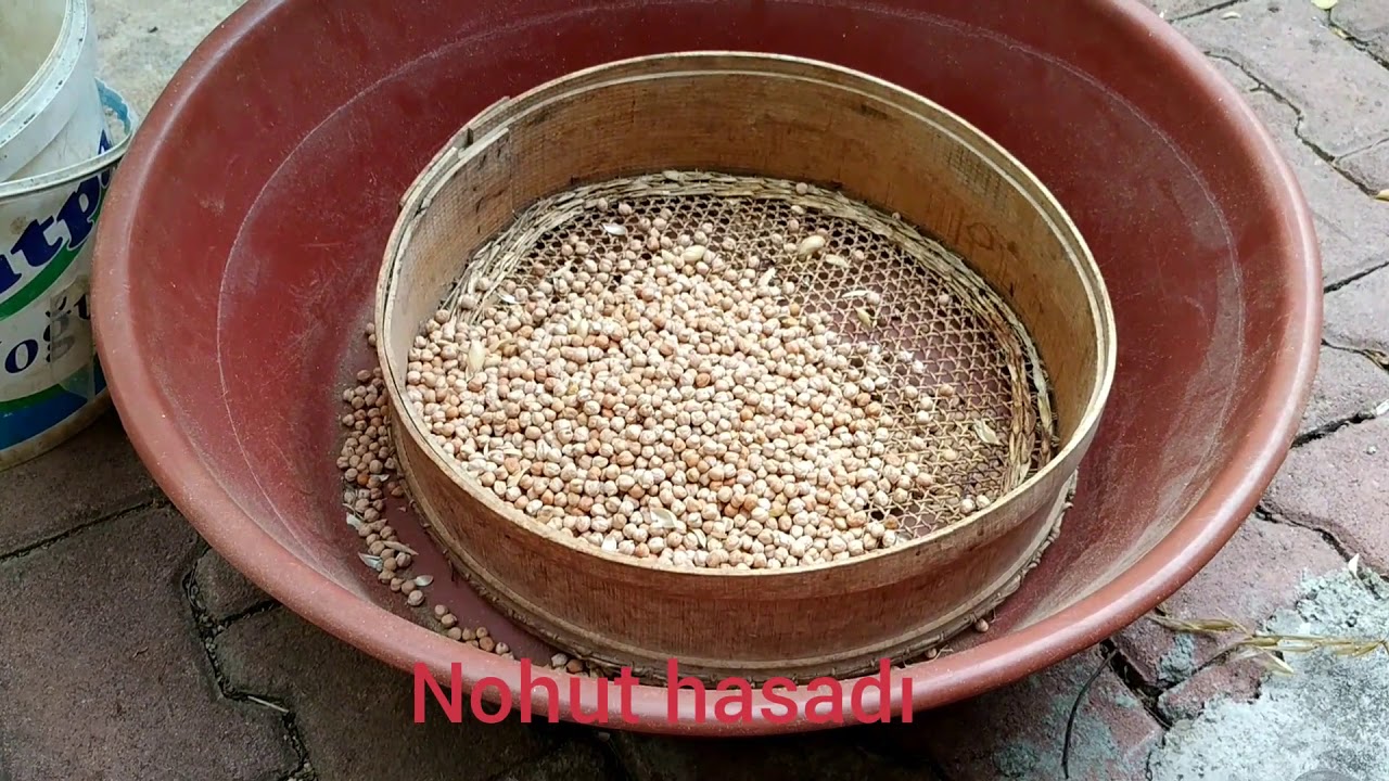 Evde nohut hasadı nasıl yapılır, nohut nasıl savrulup ayıklanır