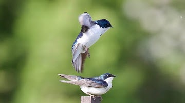 Tree swallow mating (high speed)
