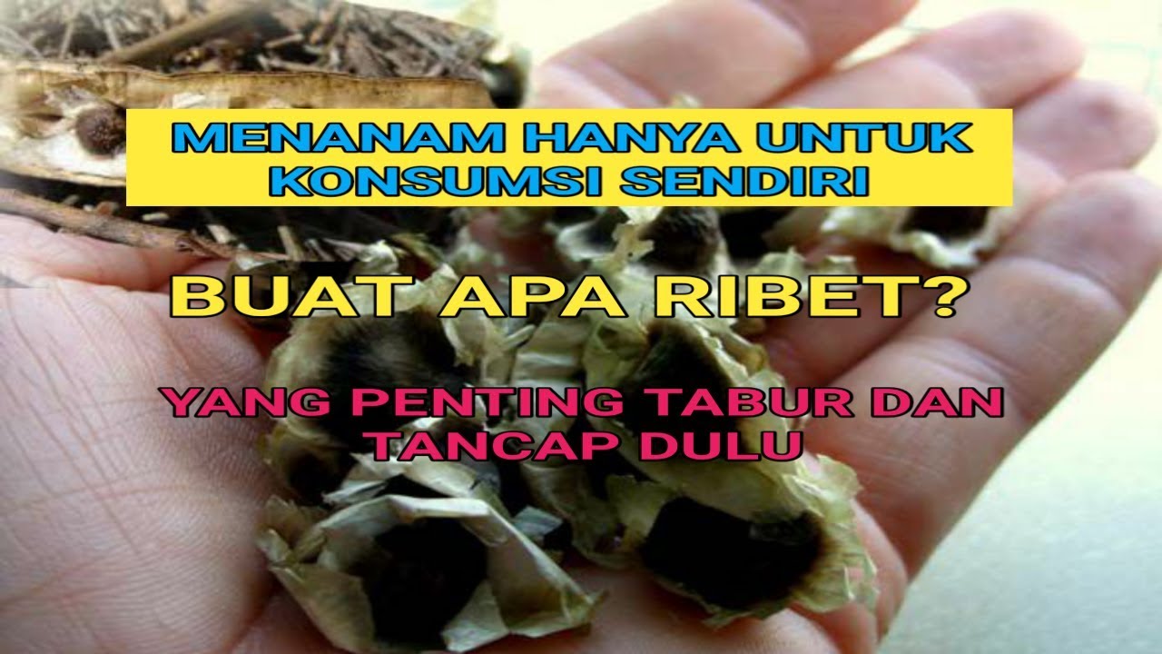 cara ku budidaya pohon kelor 