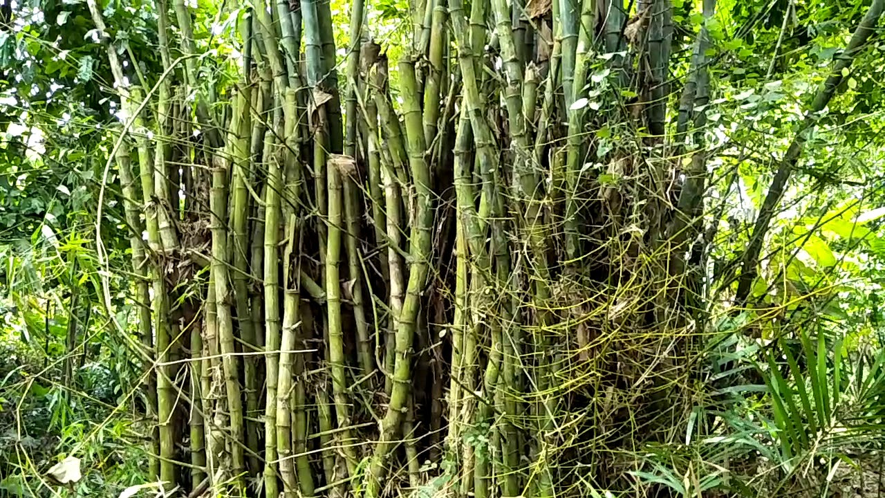  Bambu jawa  YouTube