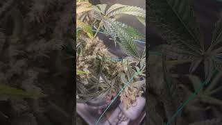 Humboldt Seed Company OG Kush Review/ Grow report.