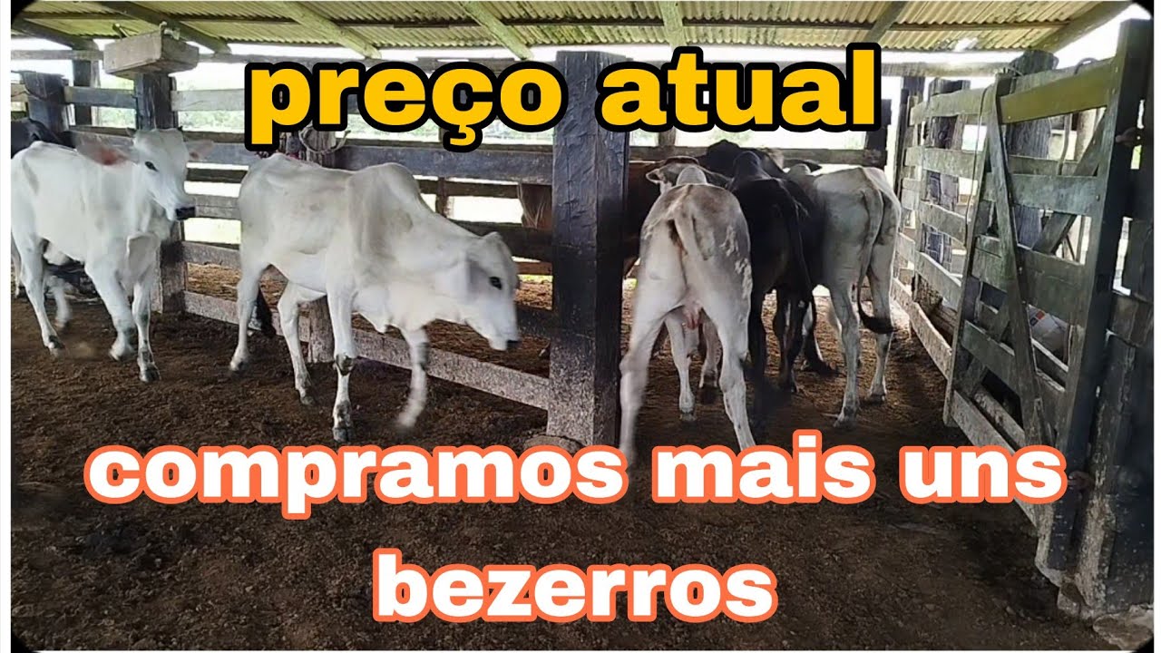PREÇO ATUAL DO BEZERRO 
