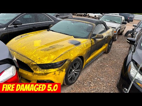 Copart Walk Around Fire Damaged Mustang GT + Car Full of ANTS!!!