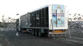 Solta de pombos de Igualada 5h45 -26-06-2009  PORTUGAL