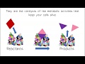 The Essential Role of Enzymes in Metabolism and Life Processes