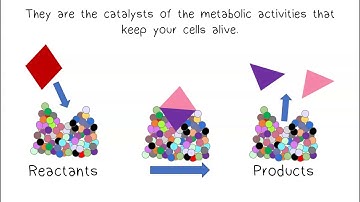 Metabolism & Enzymes