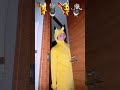 COME DANCE with Surreal Ziki, Cursed Toilet! 😡🚽😍🎻 #shorts #humor #funny