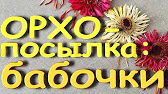 Орхидеи,узамба́рские фиалки,Самара🌺