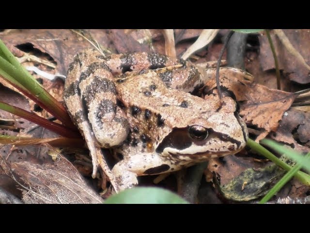 Остромордая лягушка. ( Rana arvalis )