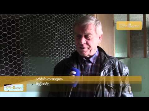 კოლხური ხოხობი ზუგდიდში