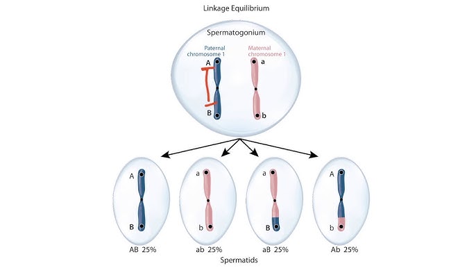 genetic linkage diagram