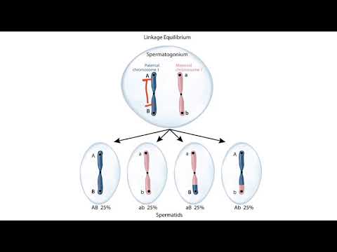 Видео: Difference Between Genetic Linkage And Linkage Disequilibrium