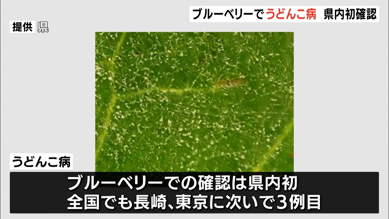 葉に白いカビ ブルーベリーでうどん粉病 県内初確認 静岡県 Youtube