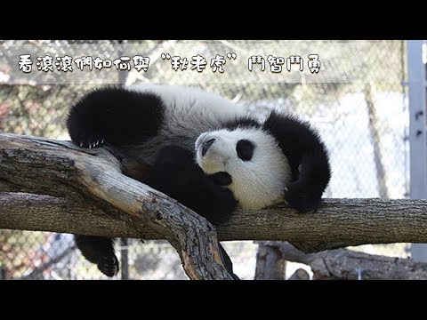 《超萌滾滾秀》第一百一十八期 看滾滾們如何與“秋老虎”鬥智鬥勇 | iPanda熊貓頻道