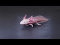 Limb Regeneration in the Axolotl (wide view)