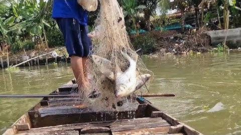 Tổng hợp quăng chài trúng nhiều bầy cá cóc bự mọi người ơi