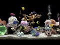 Soothing fish tank with bubbling water  4 hours no music  focus and meditate