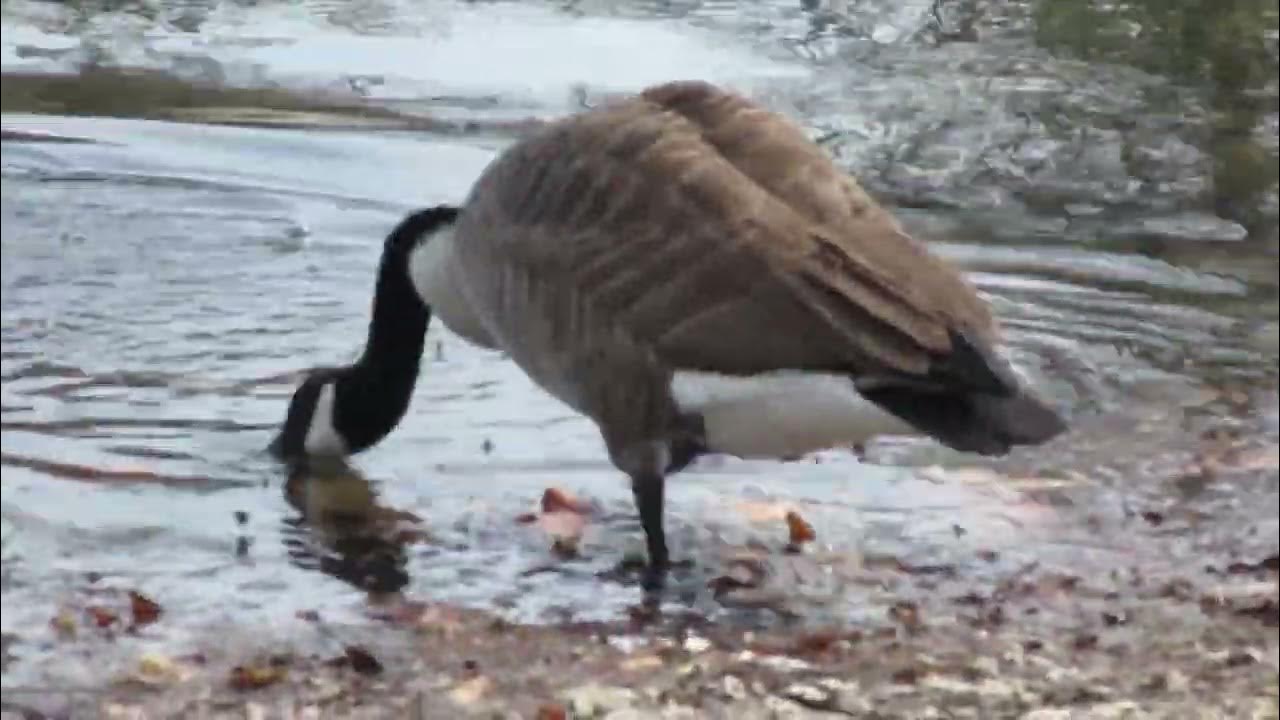 Quacking Ducks, Honking Geese, Birds and Squirrels at Meshanticut Park