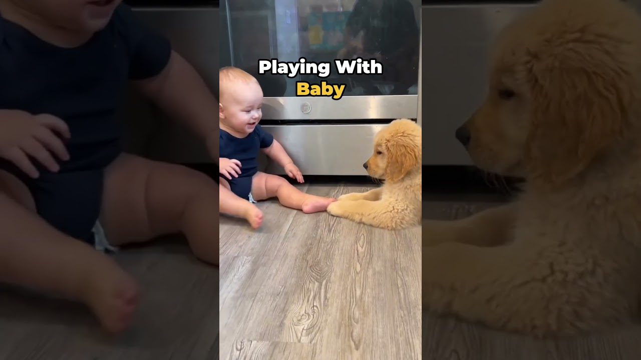 Things that a Golden Retriever is Good At ✅🐶 #goldenretriever #dogshorts