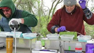 Salmon Tagging