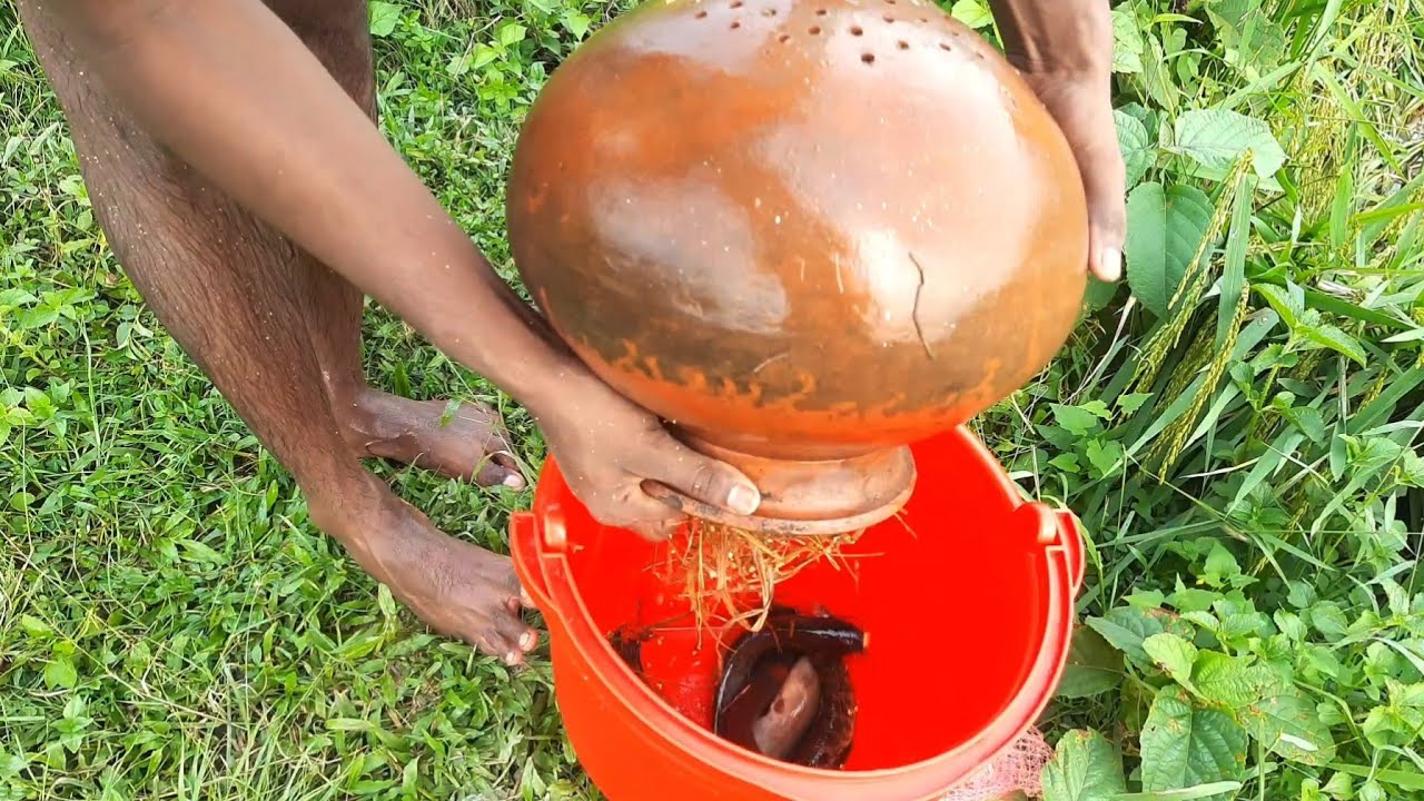 Amazing Fish Catching!Fishing with Clay Curd Pot Catching Catfish in our Village.Pot Fishing.