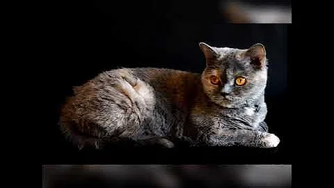 Video 9862691: cats meowing compilation, cat meowing happy, cats best meow, cats meow baby, cats meowing cutest