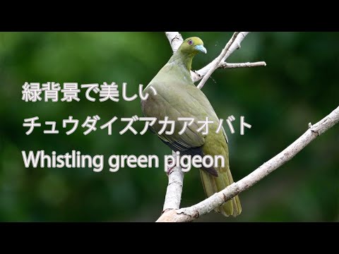 【緑背景で美しい】チュウダイズアカアオバト Whistling green pigeon