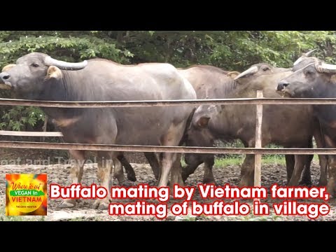 Buffalo mating by Vietnam farmer, mating of buffalo in village