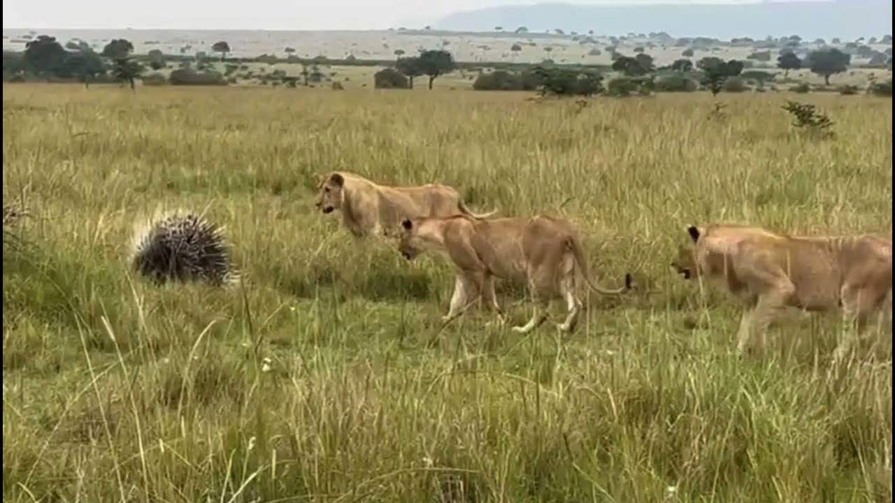 Spot of the Week - Prickly Heat 