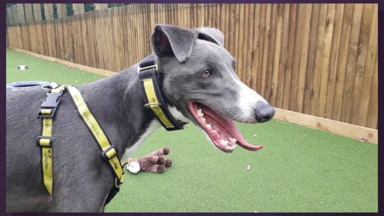 wales wisconsin Blu at Dogs Trust Glasgow