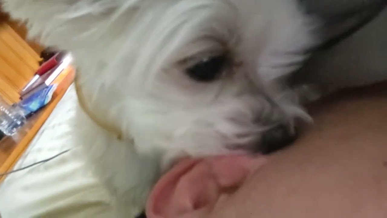 can't stop won't stop dog lick licks ASMR
